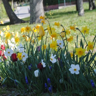 Bulbes Mélange Bucolique les 1000