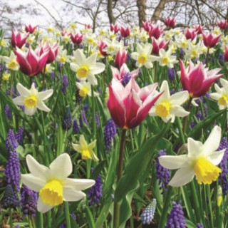Bulbes Mélange Champêtre les 1000