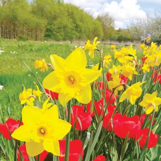 Bulbes Mélange Classique les 1000