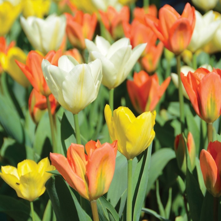 Bulbes Mélange Feria les 1000