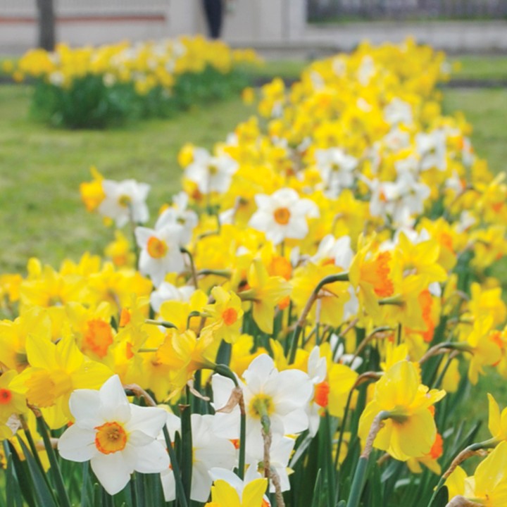 Bulbes Mélange Intemporel les 1000