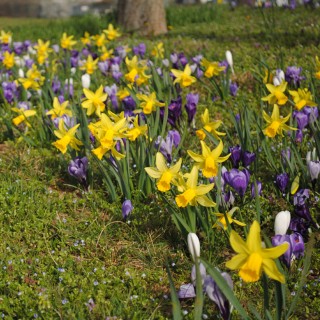 Bulbes Mélange Longue floraison les 1000