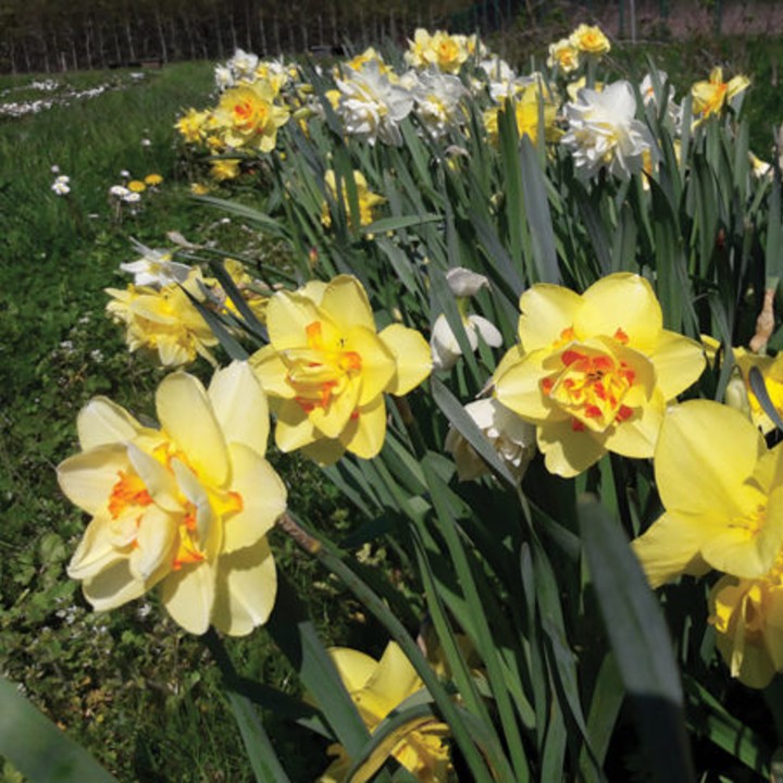 Bulbes Mélange Poétique les 1000