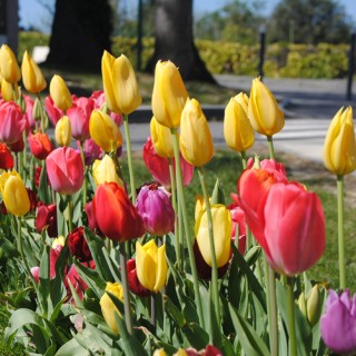 Bulbes Mélange Festival les 100