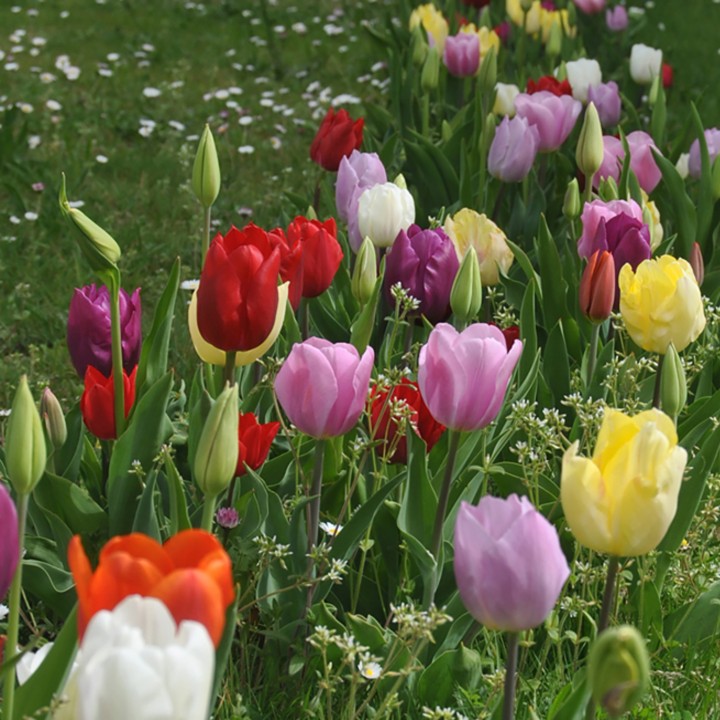 Bulbes Mélange Multicolore les 100