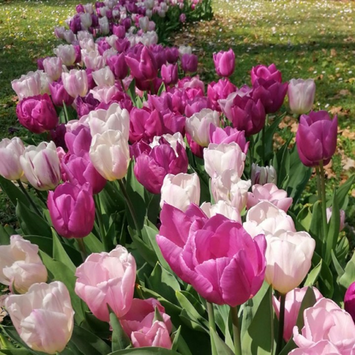 Bulbes Mélange Sérénité les 100