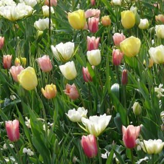 Bulbes Mélange Aquarelle les 100