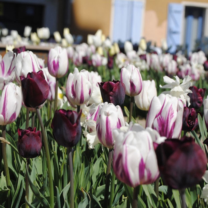 Bulbes Mélange Black & White les 1000