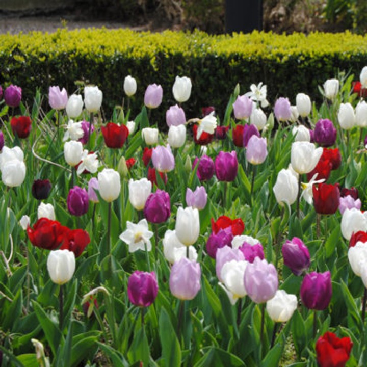 Bulbes Mélange Caractère les 100