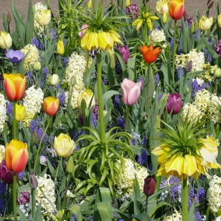 Bulbes Mélange Carnaval les 100