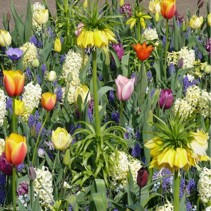 Bulbes Mélange Carnaval les 100