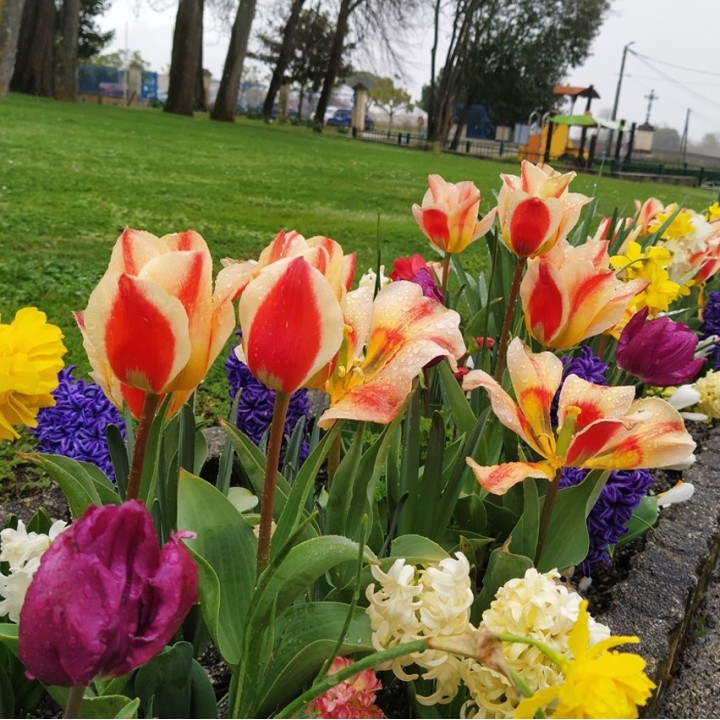 Bulbes Mélange Circus les 100