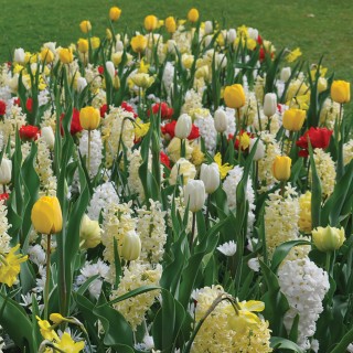 Bulbes Mélange Diva les 100