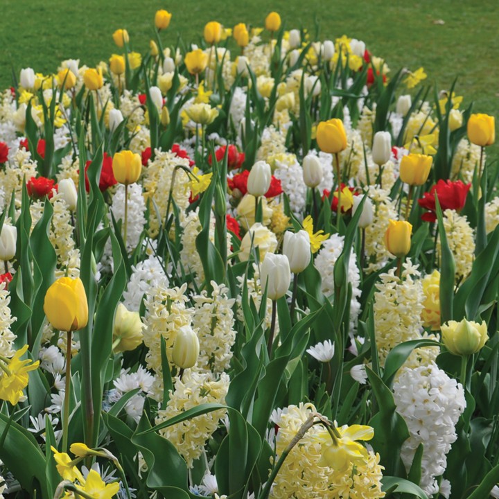 Bulbes Mélange Diva les 100