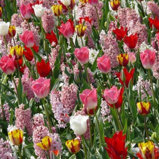 Bulbes Mélange Evasion les 100