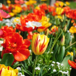 Bulbes Mélange Fantasia les 100