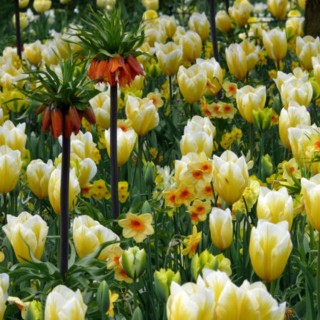 Bulbes Mélange Florida les 100