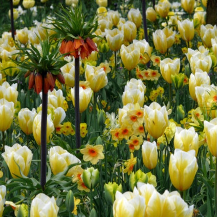 Bulbes Mélange Florida les 100