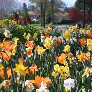 Bulbes Mélange Liberty les 100