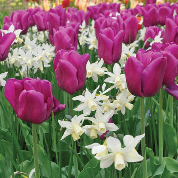 Bulbes Mélange Majestic les 100