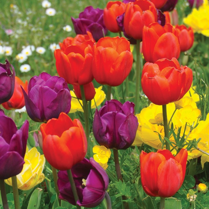 Bulbes Mélange Méli-mélo les 100