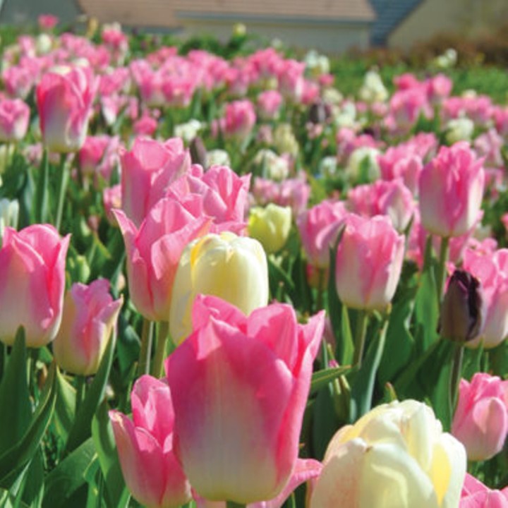 Bulbes Mélange Pastel de printemps les 100