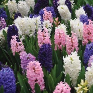 Bulbes Mélange Rhapsody les 100