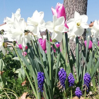 Bulbes Mélange Rosalie les 100