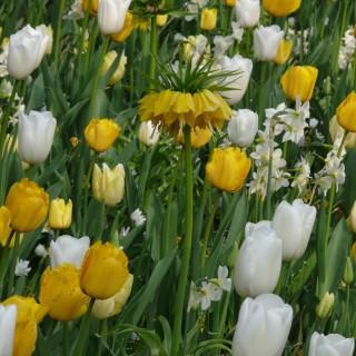 Bulbes Mélange Solis les 100