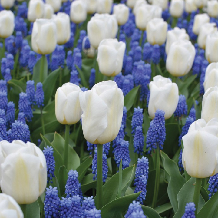 Bulbes Mélange Sonate les 100