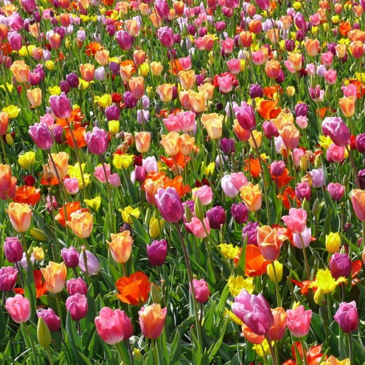 Bulbes Mélange Versicolore les 100