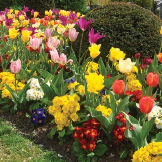 Bulbes Mélange Vibration les 100