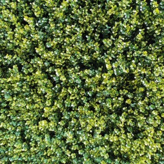 Haie synthétique Buis vert m2