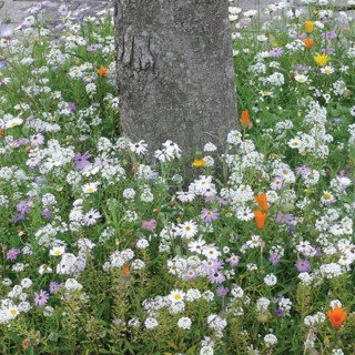 Semences Prairie Fleurie Bio couv' Pied d'arbres pour 25m2, plurianuelles