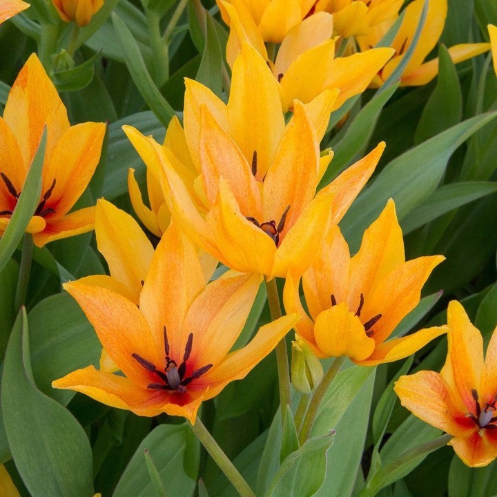 Bulbes Tulipes Botanique Praestans Shogun cal 09/10 les 100