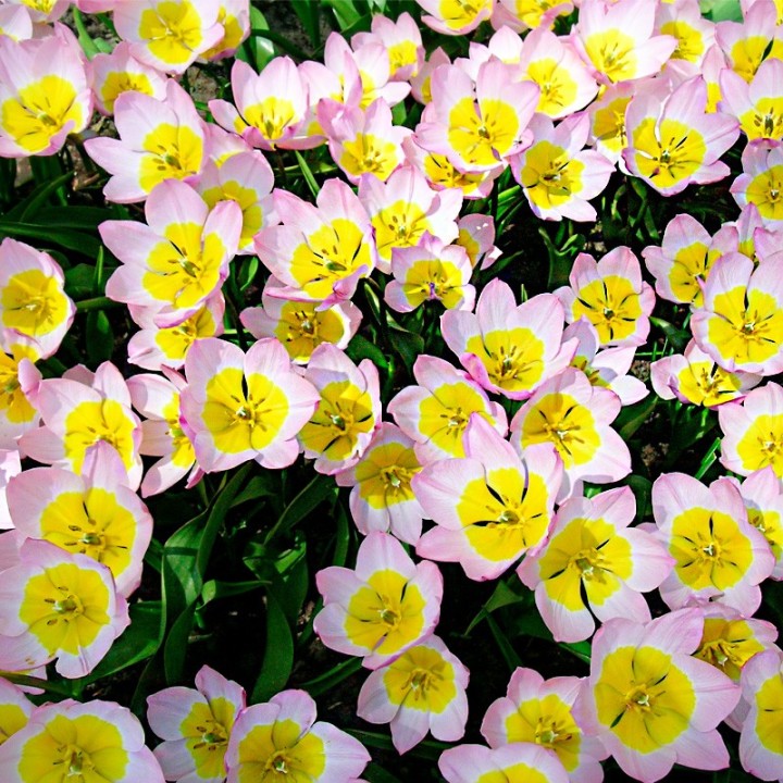 Bulbes Tulipes Botanique Saxatilis cal 06/08 les 100