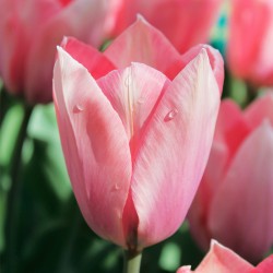 Bulbes Tulipes Albert Heijn...