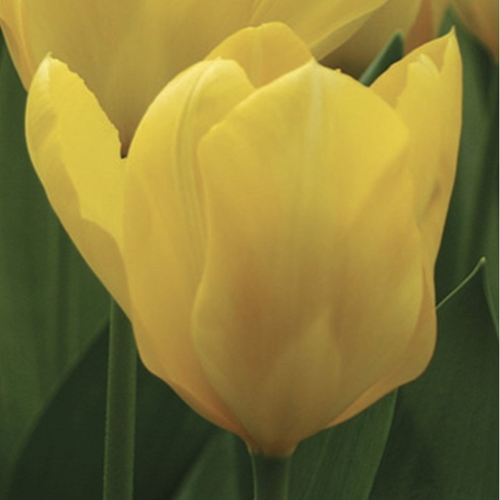 Bulbes Tulipes Candela cal 11/12 les 100