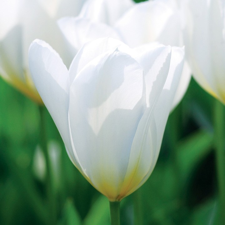 Bulbes Tulipes Botanique Fosteriana Purissima cal 12/+ les 100