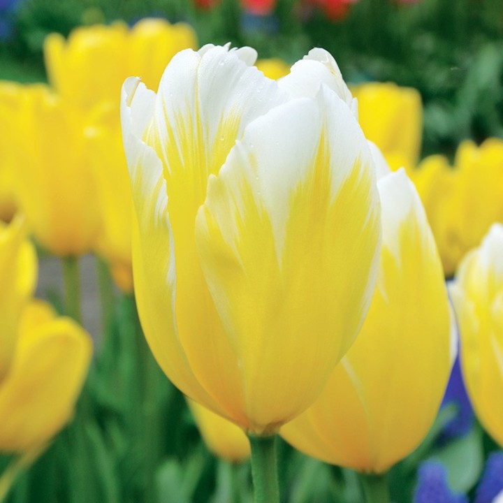 Bulbes Tulipes Botanique Fosteriana Sweetheart cal 11/12 les 100