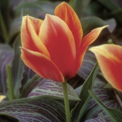 Bulbes Tulipes Calypso cal...