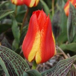 Bulbes Tulipes Cape Cod cal...