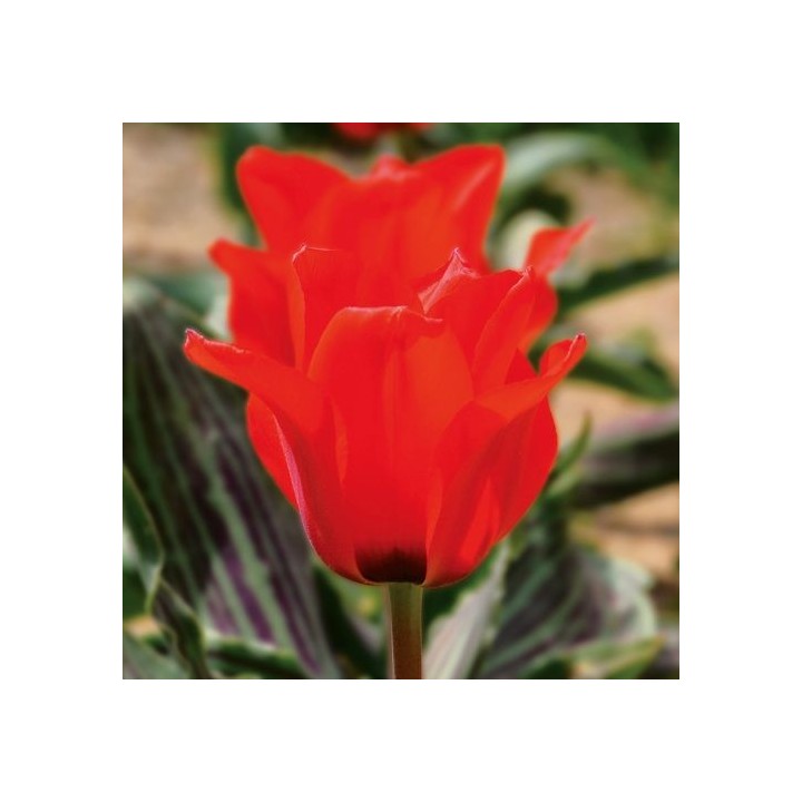 Bulbes Tulipes Chaperon rouge cal 11/12les 100