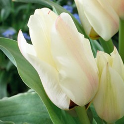 Bulbes Tulipes Albion Star...