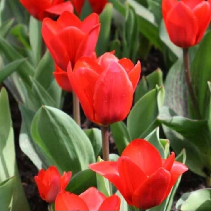 Bulbes Tulipes Botanique Kaufmanniana Showwinner cal 10/11 les 100
