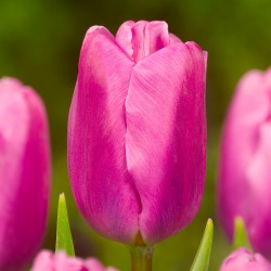 Bulbes Tulipes Pink Flag...