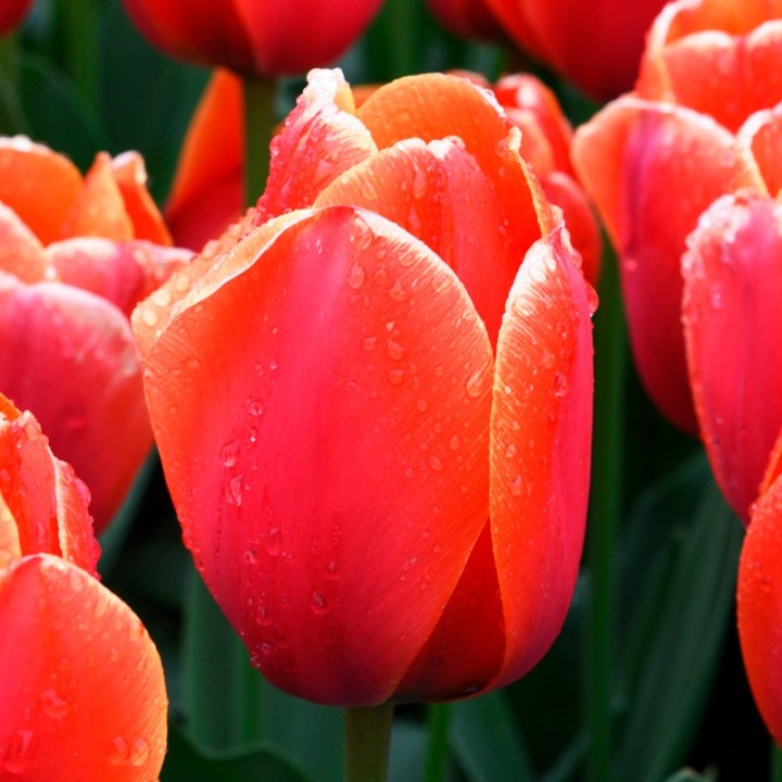 Bulbes Tulipes Darwin Hybride Adrem cal 11/12 les 100