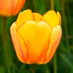 Bulbes Tulipes Blushing...