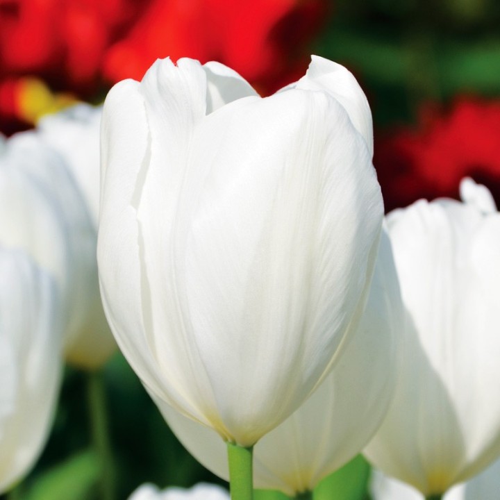 Bulbes Tulipes Darwin Hybride Hakuun cal 11/12 les 100