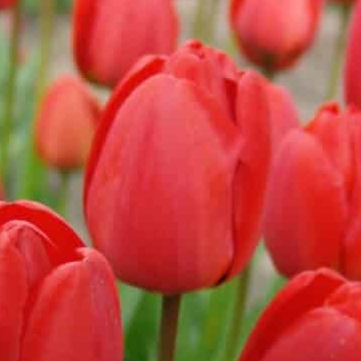 Bulbes Tulipes Darwin Hybride Oxford cal 12/+ les 100